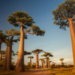 Baobab, Madagascar