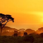 Kenia atardecer animales