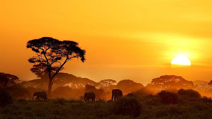 Kenia atardecer animales
