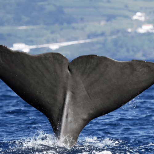 Ballenas, Azores, Atlantico