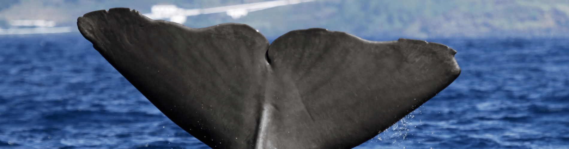 Ballenas, Azores, Atlantico