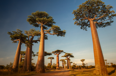 Baobab, Madagascar