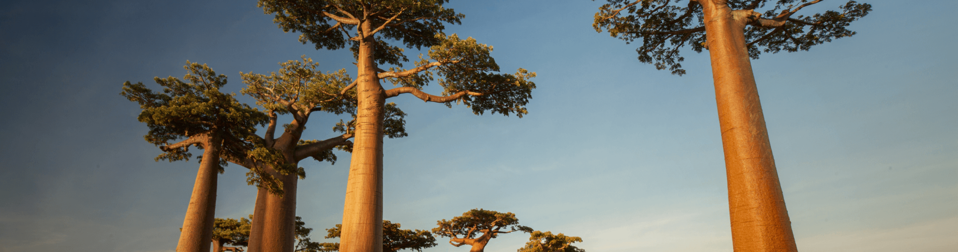 Baobab, Madagascar