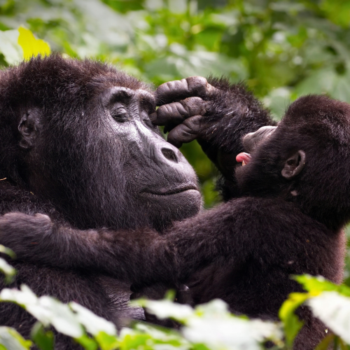 Bwindi National Park, Uganda
