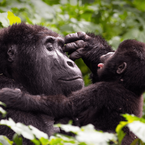 Bwindi National Park, Uganda