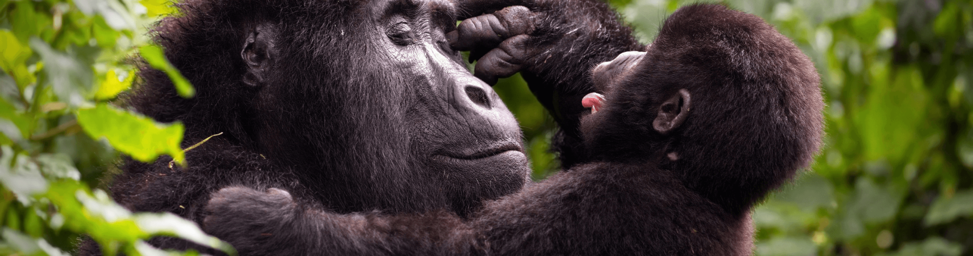 Bwindi National Park, Uganda