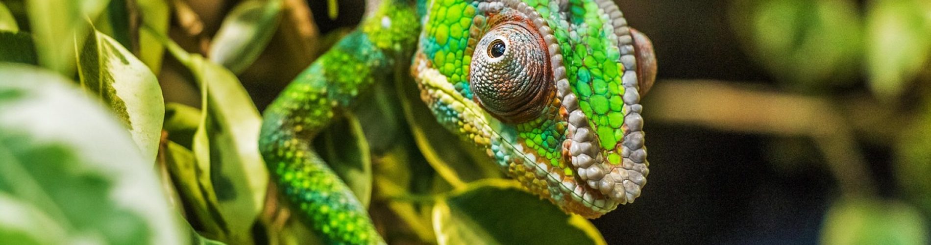 Camaleon-Ifaty-Madagascar