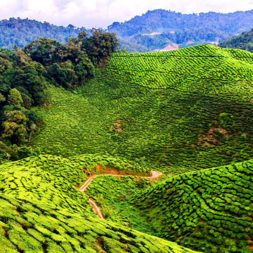 Cameron-Highlands, malasia, campos verdes