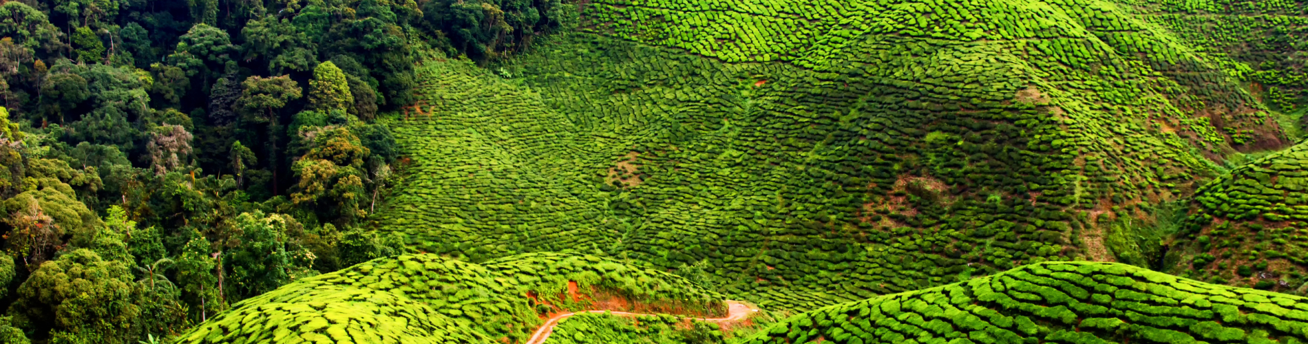 Cameron-Highlands, malasia, campos verdes