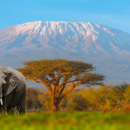 Kilimanjaro, Tanzania, Elefante