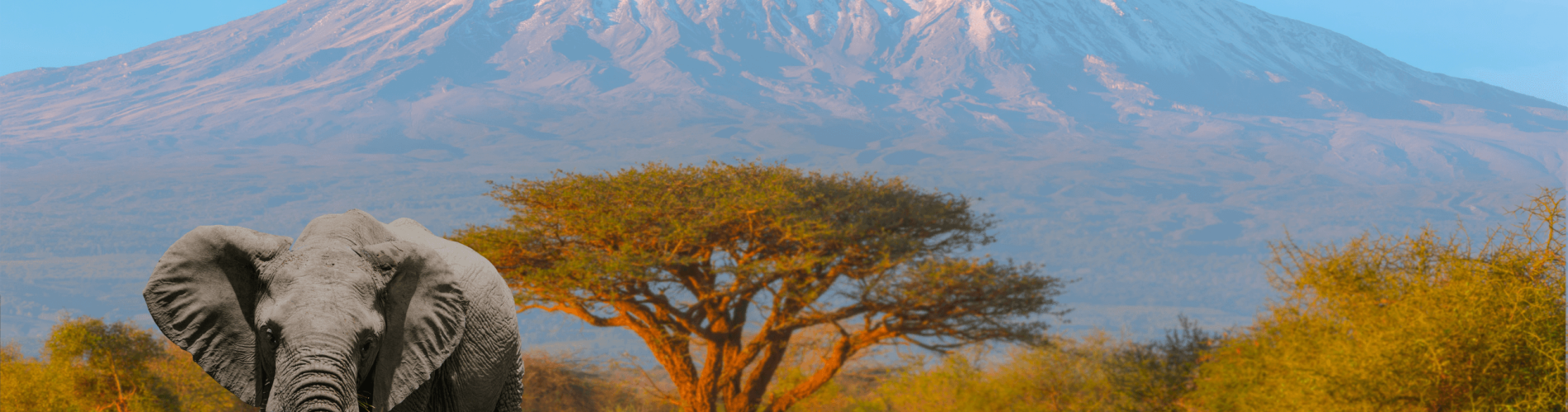 Kilimanjaro, Tanzania, Elefante