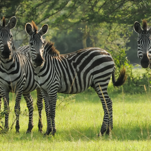 Lake Mburo, Uganda