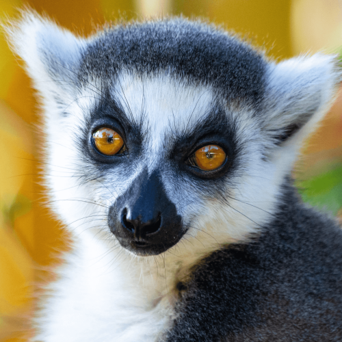 Lémures, Madagascar