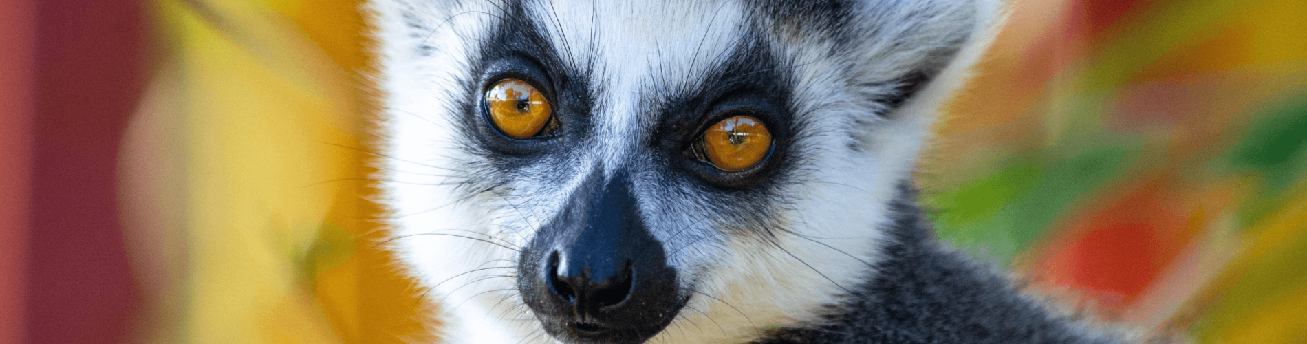 Lémures, Madagascar