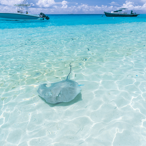Maldivas, mar, mantas