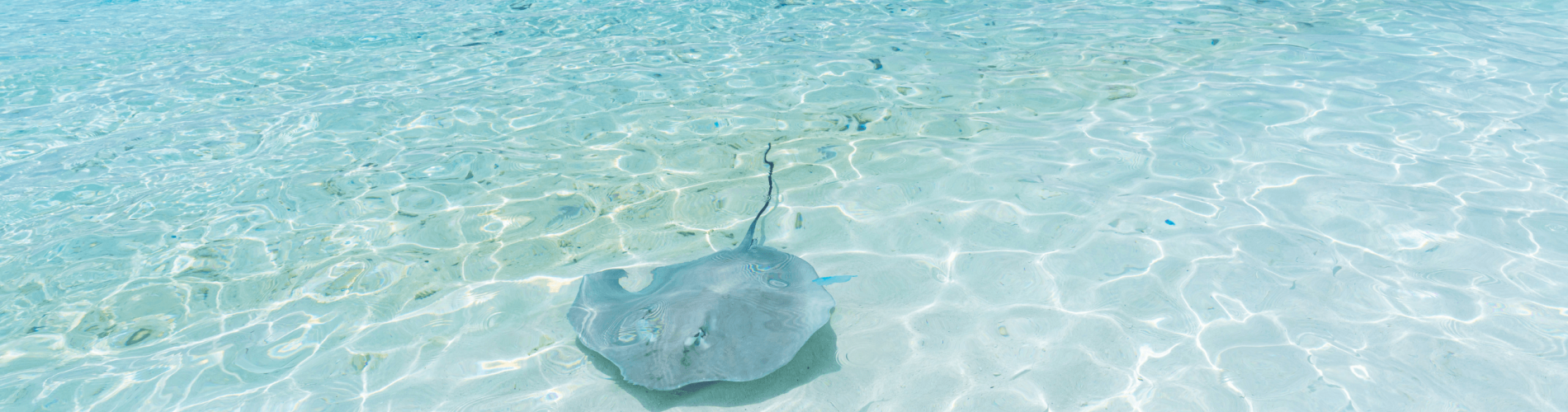 Maldivas, mar, mantas