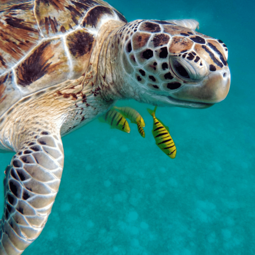 Maldivas, mar, tortugas