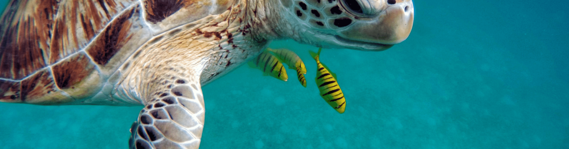 Maldivas, mar, tortugas
