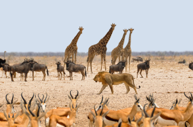 Namibia, Safari,Parque Nacional de Etosha