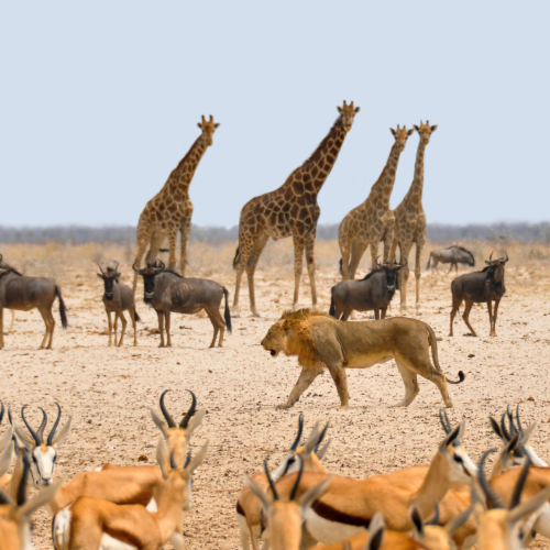 Namibia, Safari,Parque Nacional de Etosha