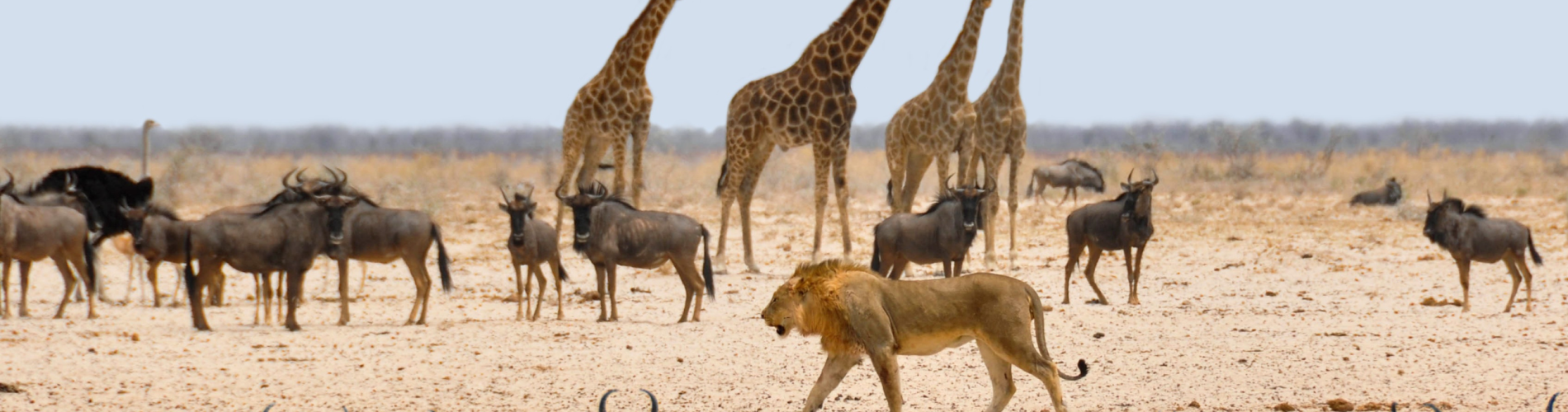Namibia, Safari,Parque Nacional de Etosha