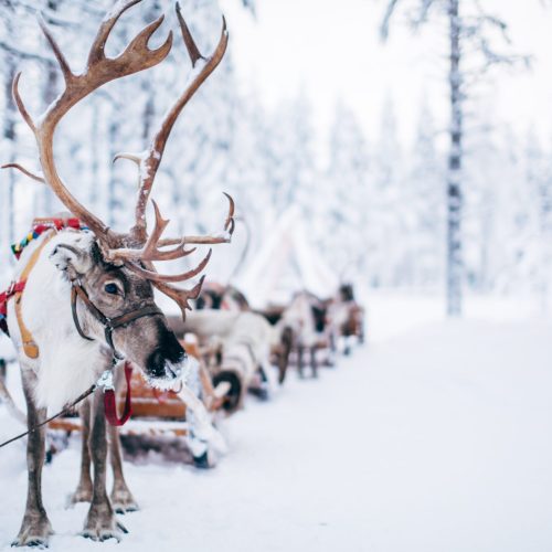 Reindeer sleigh ride at Santa Claus Reindeer in Rovaniemi Lapland Finland