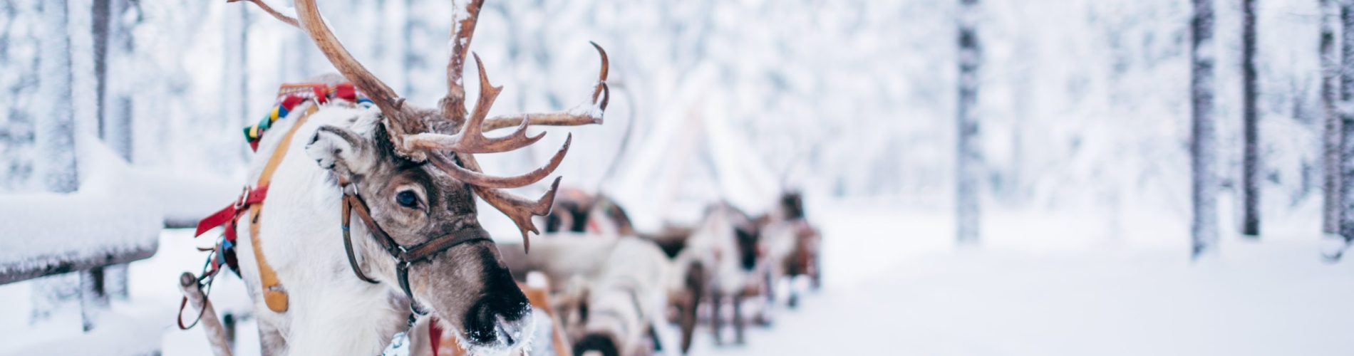 Reindeer sleigh ride at Santa Claus Reindeer in Rovaniemi Lapland Finland