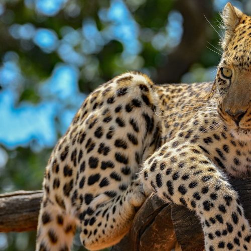 Reserva okonjima, leopardo, Namibia