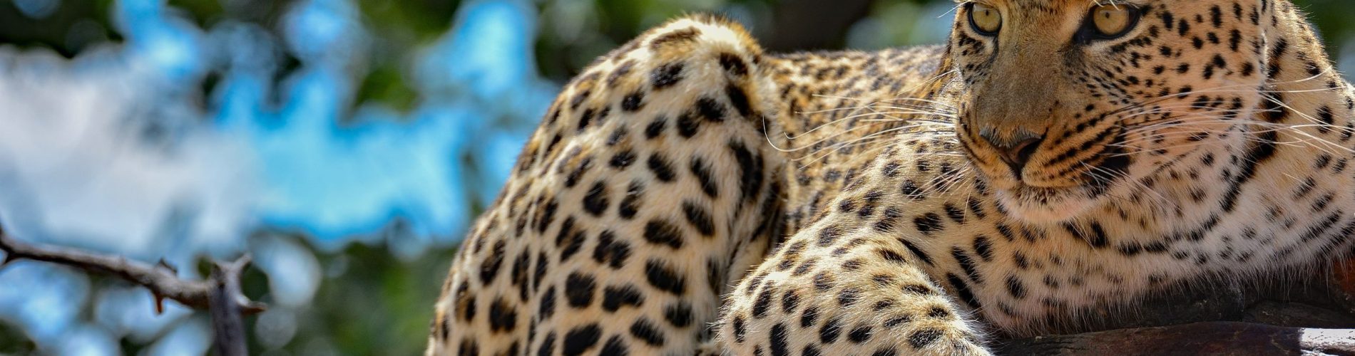 Reserva okonjima, leopardo, Namibia