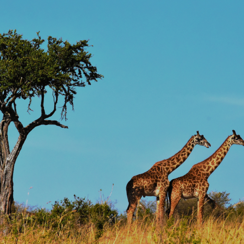 Sabana,Jirafas, Tanzania