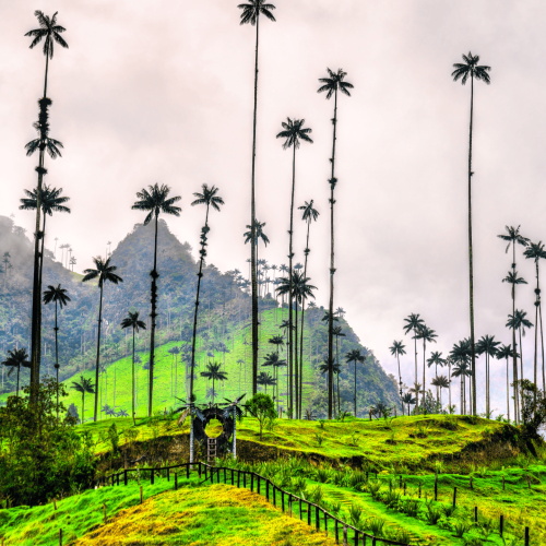 Salento, Valle Cocora, Colombia