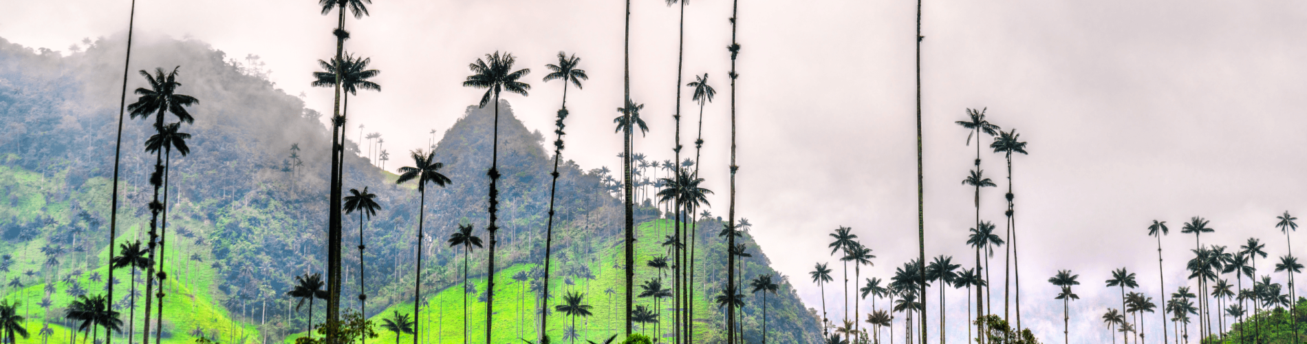 Salento, Valle Cocora, Colombia