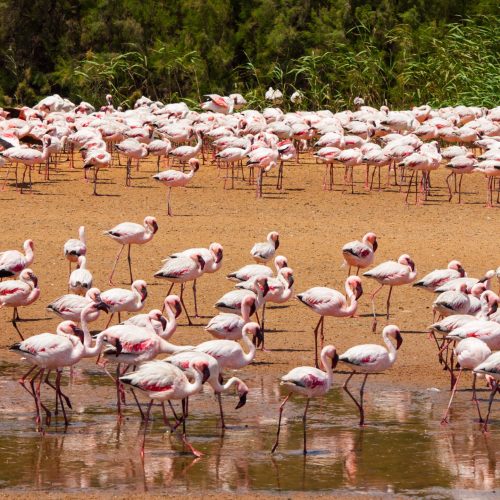 Walvis Bay, flamencos, Nambia