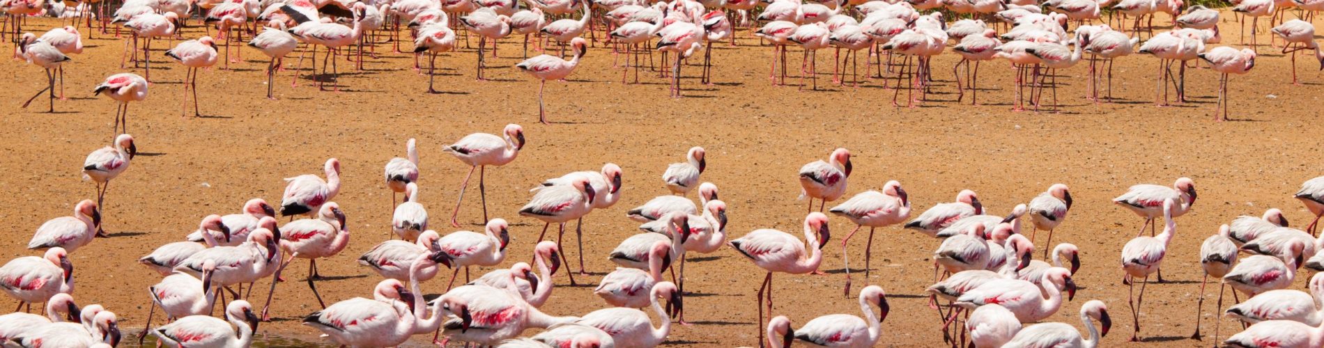 Walvis Bay, flamencos, Nambia